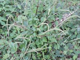 Image result for Cyathula polycephala