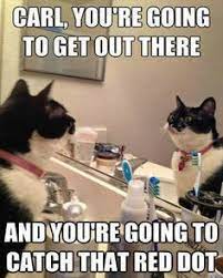 31 Motivational Cat Memes Ideas Cat Memes Cute Cats Funny Cats
