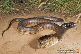 Black Headed Python Aspidites Melanocephalus Australian Animals Dream Snake Africa Animals