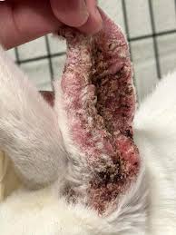 Image result for scabies rabbits ears