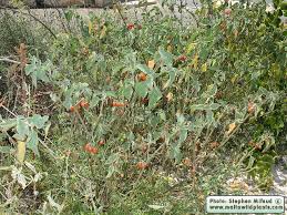 Image result for Solanum villosum