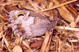 Image result for Pentarhopalopilia