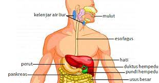 Maybe you would like to learn more about one of these? Sains 1 2 3 Sistem Pencernaan Manusia