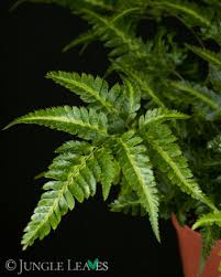 Image result for Rumohra adiantiformis