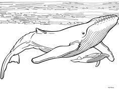 Henry the green engine coloring page train coloring pages whale. 9 Whale Coloring Pages Ideas Coloring Pages Drawings Whale Coloring Pages