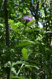 Image result for Cirsium