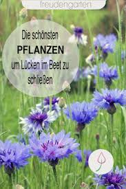 Attraktive Pflanzen Als Luckenfuller Pflanzen Garten Pflanzen Sommerblumen