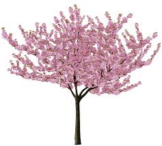 Seeking for free cherry blossom tree png images? Cherry Blossom Tree Png Free Cherry Blossom Tree Png Transparent Images 29327 Pngio