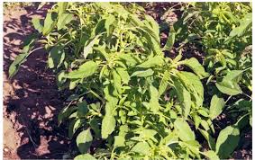 Image result for Pavetta decumbens