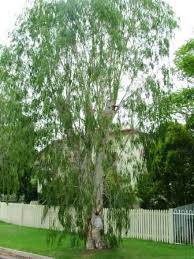 Image result for Melaleuca leucadendron