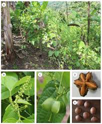 Image result for Plukenetia