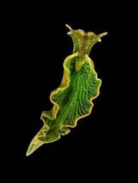 Solar Powered Sea Slug Harnesses Stolen Plant Genes New Scientist