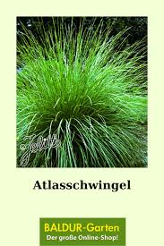 Atlasschwingel Ziergraser Bei Baldur Garten In 2020 Graser Pflanzen Gras Pflanzen
