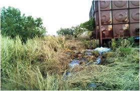 Image result for Schoenoplectus muriculatus