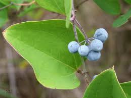 Image result for Smilax