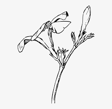 Flower continuous one line drawing vector minimalism lineart. Royalty Free Download Bud Esfiro Cat Draw Oleander Flower Free Transparent Png Download Pngkey
