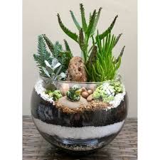 Free delivery and returns on ebay plus items for plus members. Round Glass Bowl Succulent Terrarium Wild Roots