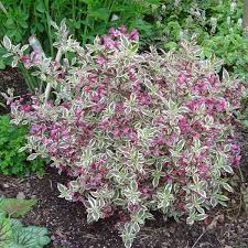 Proven winners® colorchoice® my monet purple effect™ weigela (weigela florida) benchcard, available at provenwinners.com. My Monet Weigela Pahl S Market Apple Valley Mn