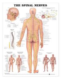 Spinal Nerves Anatomical Chart Spinal Nerves Anatomy