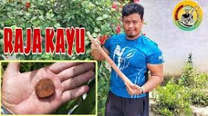 Cara menggunakan lidah buaya murni untuk mengatasi jerawat cukup mudah. Raja Kayu Pelbagai Khasiatnya Youtube