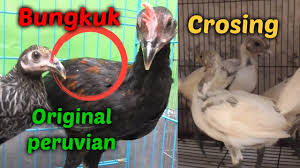 Ciri Ciri Anakan Ayam Peru Original Dan Crosing Youtube