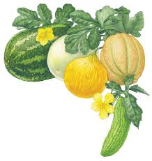 If you live in a warmer climate, you can sow seeds directly in the ground once all danger of frost has passed. All About Growing Melons Organic Gardening Mother Earth News