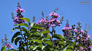 Image result for Buchnera speciosa