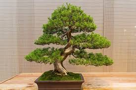 Iç mekân bonsai ve dış mekân bonsai olarak bakımı yapılmaktadır. Ardic Bonsai Agaci Orhandan