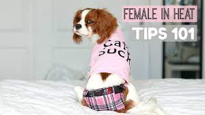 Female Dog In Heat Tips 101 What To Do Herky The Cavalier Youtube