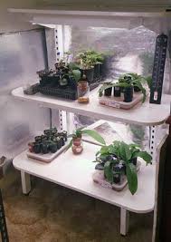 African violets do not like wet feet! Growing With Artificial Light African Violet Society Of Wa Inc