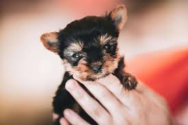 Huge sale on yorkie pictures now on. When Do Yorkie Puppies Stop Biting And How You Can Stop It Embora Pets