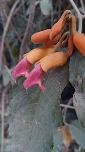 Image result for Pseudocalyx saccatus