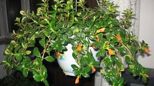This plant can be grown either as a trailing, hanging, or upstanding plant. Goldfish Plant Profile Rayagarden