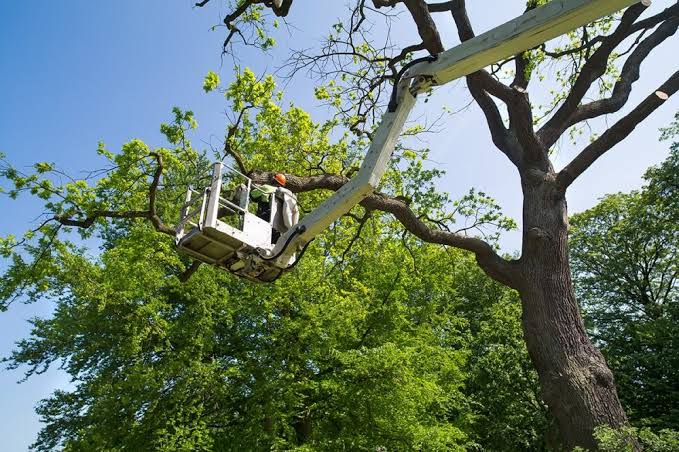 3 Reasons to Invest in Professional Tree Services