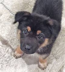 The german shepherd was created with the very specific idea that they would be wonderful workings dogs, and smarts were. Westport Ct German Shepherd Dog Meet Fleetwood A Pet For Adoption