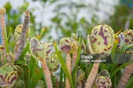 Image result for Kalanchoe marmorata