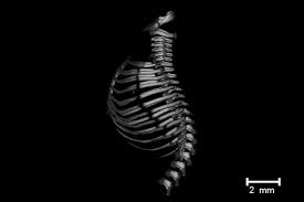 I can say for sure that in most movies in most scenes dithering will not make. The Visible Skeleton 2 0 Phenotyping Of Cartilage And Bone In Fixed Vertebrate Embryos And Foetuses Based On X Ray Microct Development