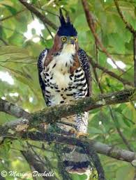 Suslu Atmaca Kartali Ornate Hawk Eagle Kartal Kus
