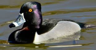Big Black Bird With White Ring Around Neck Ringneck Duck Ring Necked Duck Duck Species Bird Life List Duck Photo