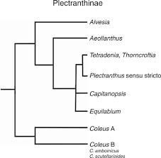 Image result for Coleus cylindraceus