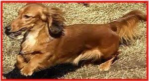 Earn points & unlock badgeslearning, sharing & helping adopt. Best Dachshund Breeders In The Usa 2021 We Love Doodles
