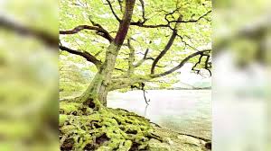 Diese kerzen werden gleich zum akzent am fenster. 30 Baum Malen Ohne Blatter Besten Bilder Von Ausmalbilder