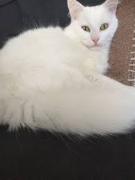 turkish angora katzen bilder katzen bilder