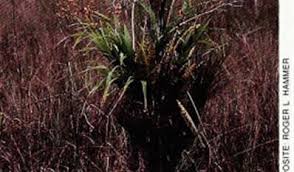 Image result for Manniella