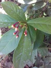 Image result for Xyris anceps