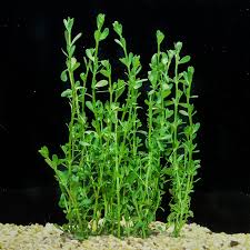 Image result for Bacopa