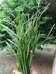 अरूणिमा सिंह - कोदो! मां बताती हैं कि ये कोदो है ! जब वो... | Facebook