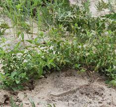 Image result for Duosperma quadrangulare