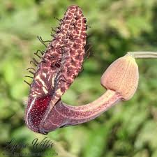 Image result for Aristolochiaceae