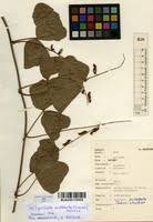 Image result for Rhynchosia sublobata